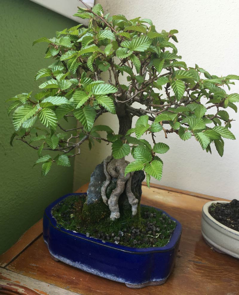 Bonsai Pflege: Koreanische Hainbuche