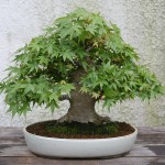 Acer Palmatum Bonsai kaufen