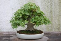 Acer Palmatum Bonsai kaufen