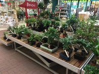 Vorteile von Baumarkt-Bonsai