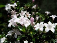 Pflegeanleitung für die Serisa foetida "Junischnee" als Bonsai