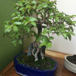 Bonsai Pflege: Korreanische Hainbuche